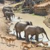 Watering Hole, Mwamba Bush Camp, South Luangwa, Zambia