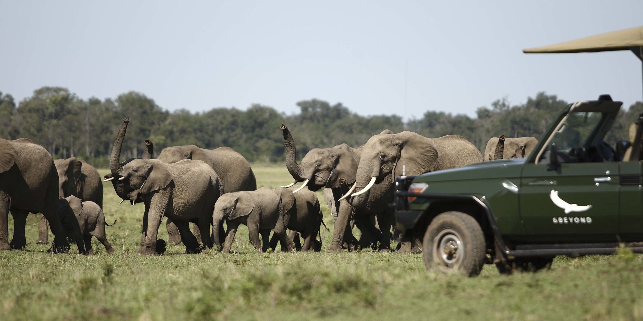 Elephants, Kichwa Tembo Tented Camp, Maasai Mara, Kenya