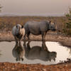 Rhinos, Ongava Lodge, Etosha National Park, Namibia