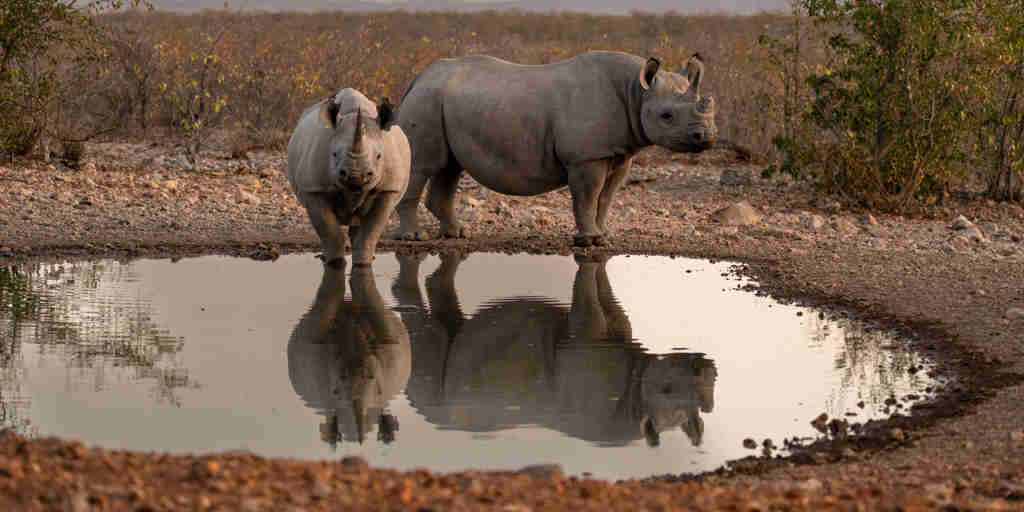 Rhinos, Ongava Lodge, Etosha National Park, Namibia