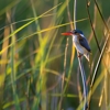 Woodland Kingfisher, Okavango Delta, Botswana