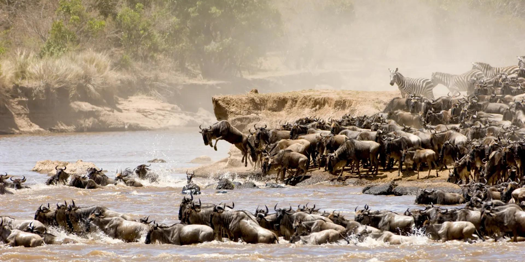 Wildebeest, One Nature Mara River, Serengeti NP, Tanzania