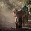Baby Elephants, David Sheldrick Trust, Kenya
