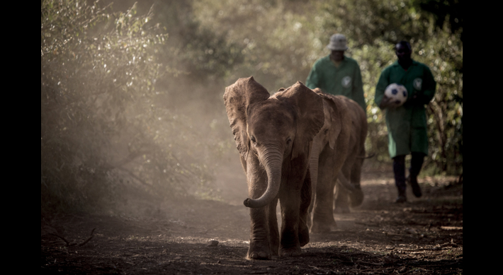 Baby Elephants, David Sheldrick Trust, Kenya