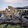 Lion, Tawana, Moremi Game Reserve, Botswana