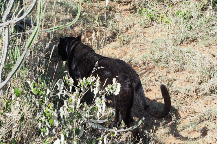 Gizaview2 Laikipia Blackleopardblog