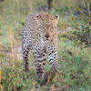 Leopard, Chobe Princess, Chobe NP, Botswana