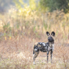 Wild Dog, Nkonzi Bush Camp, South Luangwa, Zambia