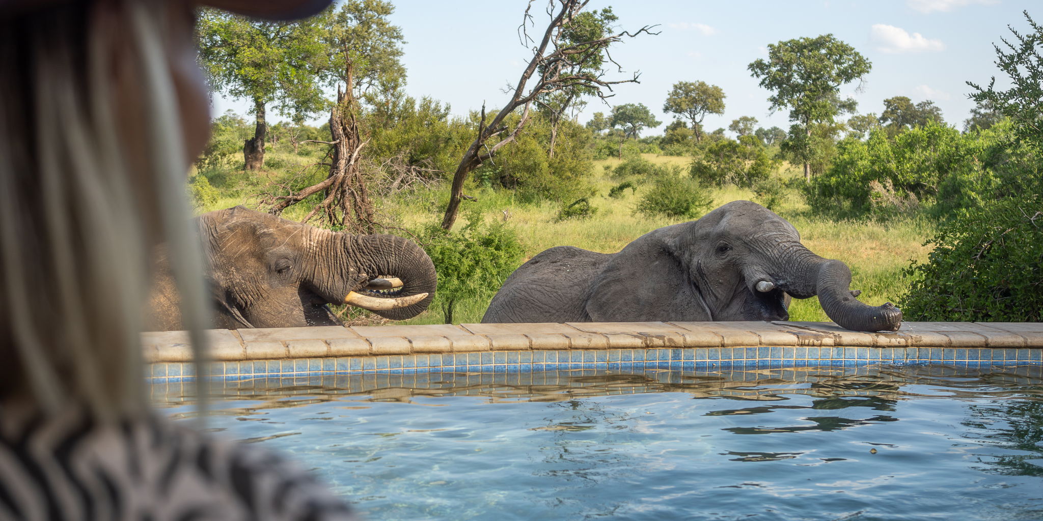 Elephant, Kambaku River Sands, Timbivati, South Africa