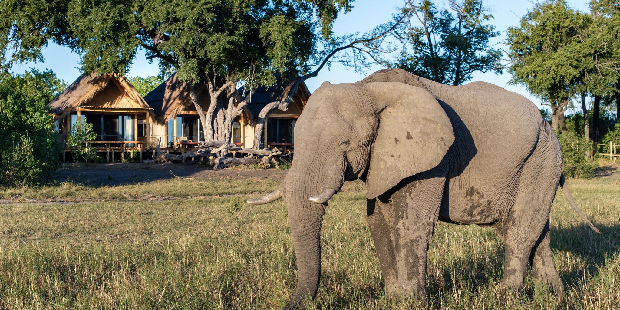 Elephant, Tawana, Moremi Game Reserve, Botswana