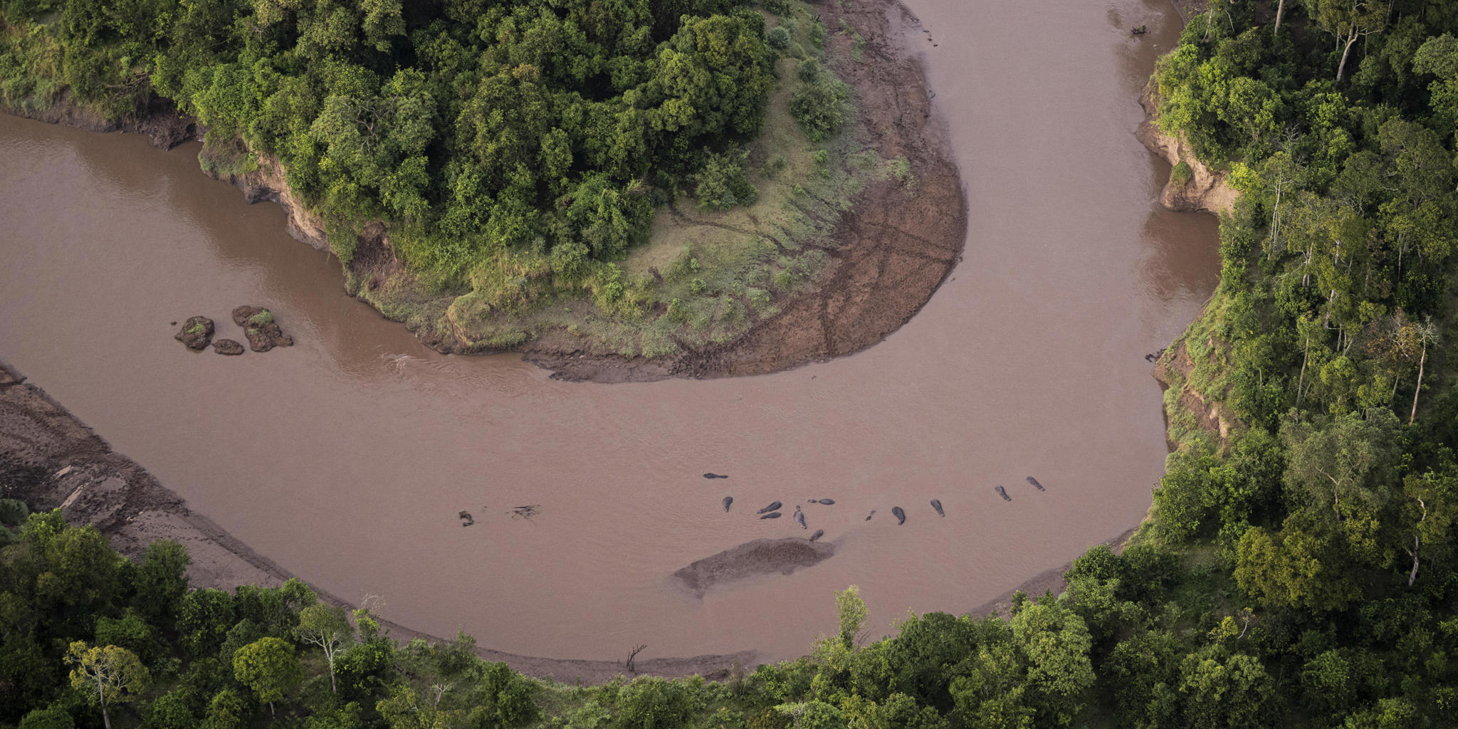 River Hippo, Wilderness Mara, Maasai Mara National Reserve, Kenya