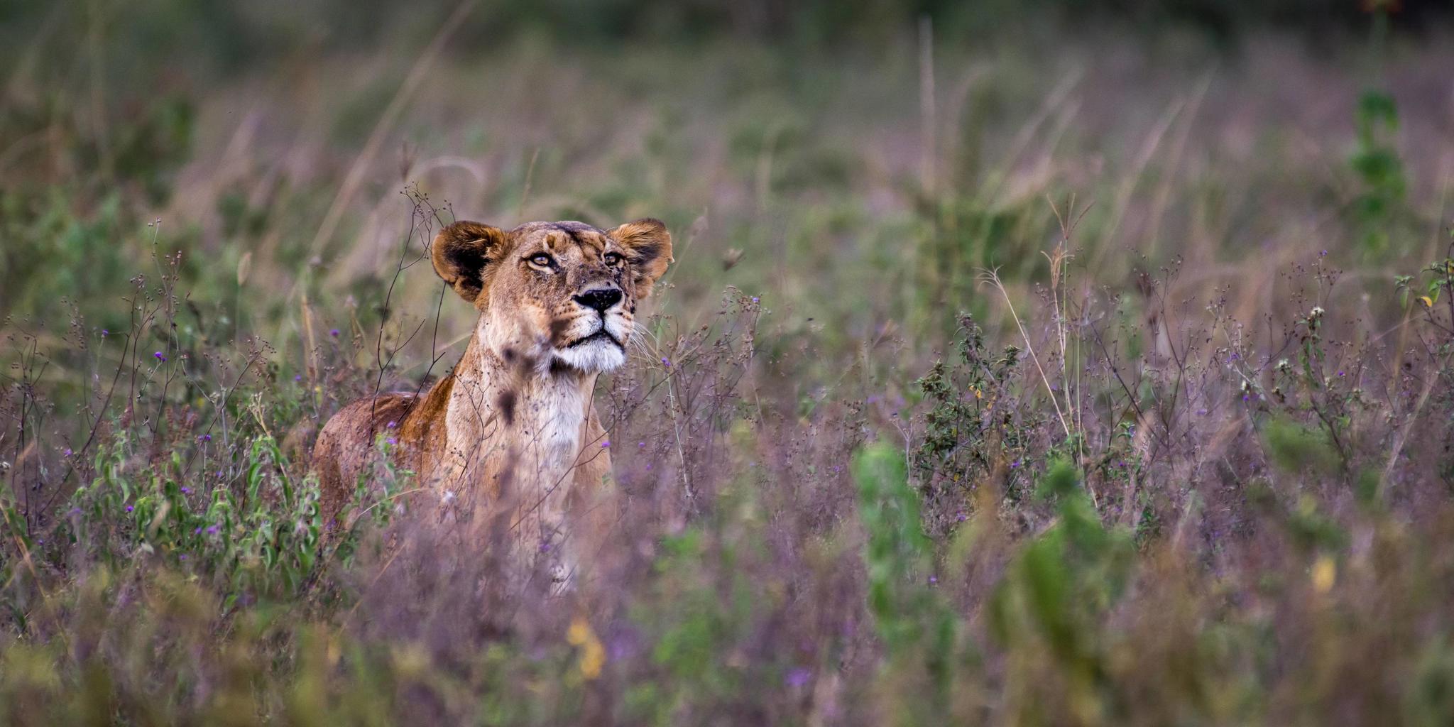 Lioness, Loldia House, Lake Naivasha, Lake Nakuru, Kenya