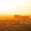 Zebra, Wilderness Mokete, Okavango Delta, Botswana