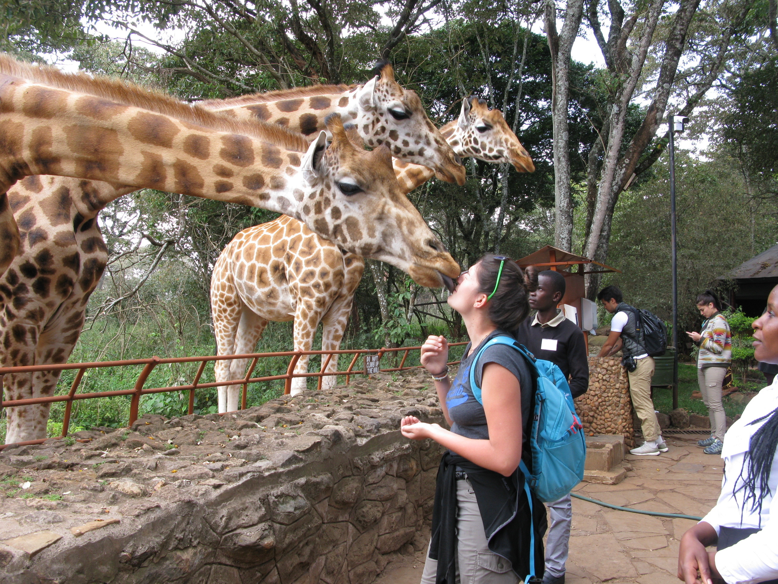 Nico on safari, experiences, giraffe kisses
