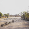 Elephants, Kokoko Camp, Ruaha, Tanzania