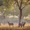 Buck, Nkonzi Bush Camp, South Luangwa, Zambia