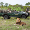 Lion, Kings Camp, Timbivati, South Africa
