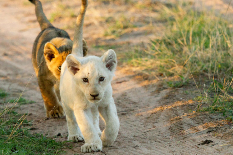 Lion Cubs, Ngala Tented Camp, Timbavati, South Africa