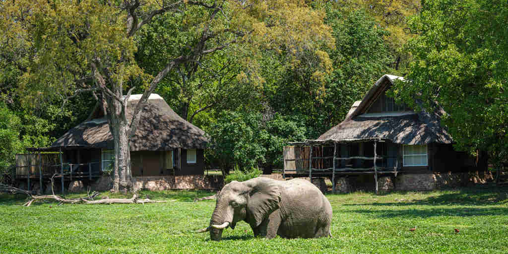 Elephants, Mfuwe Lodge, South Luangwe NP, Zambia