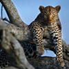 Leopard, Naibor Camp, Maasai Mara NR, Kenya