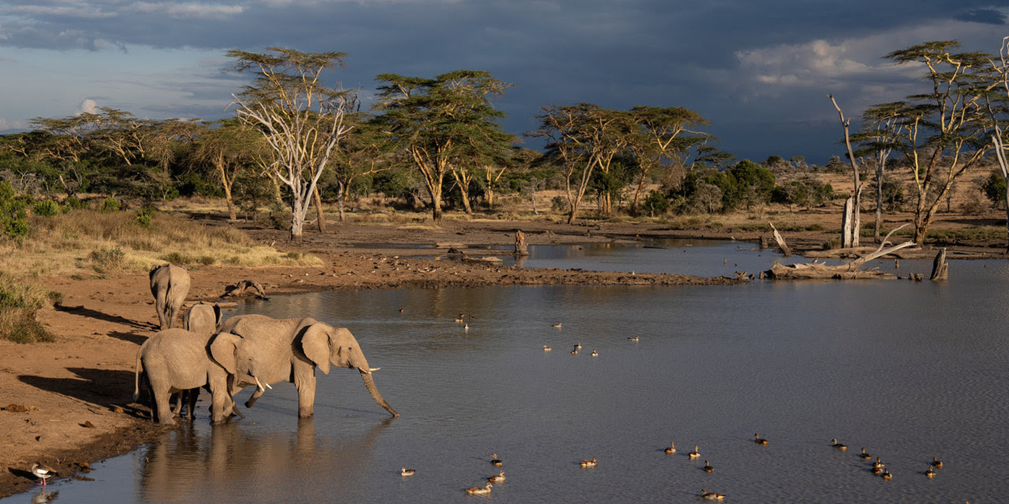 Elephants, El Karama Lodge, Laikipia, Kenya