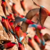 Carmine Bee Eaters, Zambia