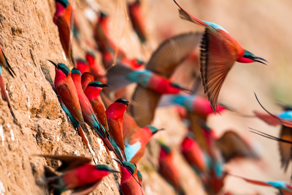Carmine Bee Eaters, Zambia