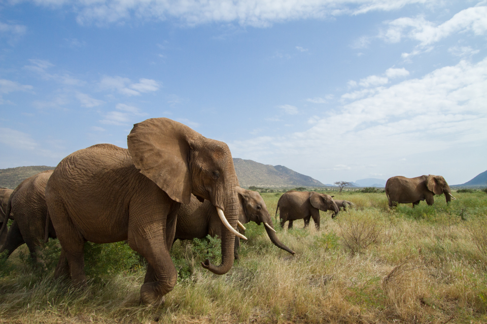 Elephants, Samburu, Kenya