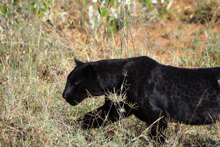Gizaview1 Laikipia Blackleopardblog