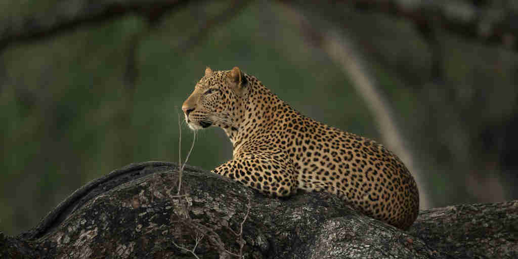 Leopard, Nkonzi Camp, South Luangwa NP, Zambia