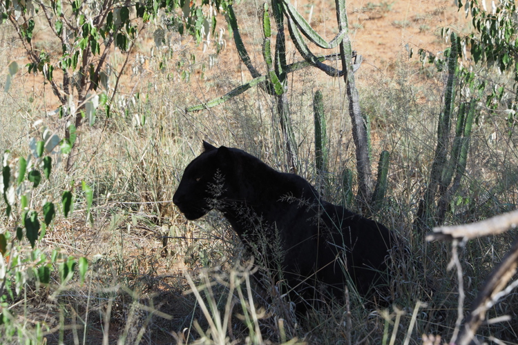 Gizabushes3 Laikipia Blackleopardblog