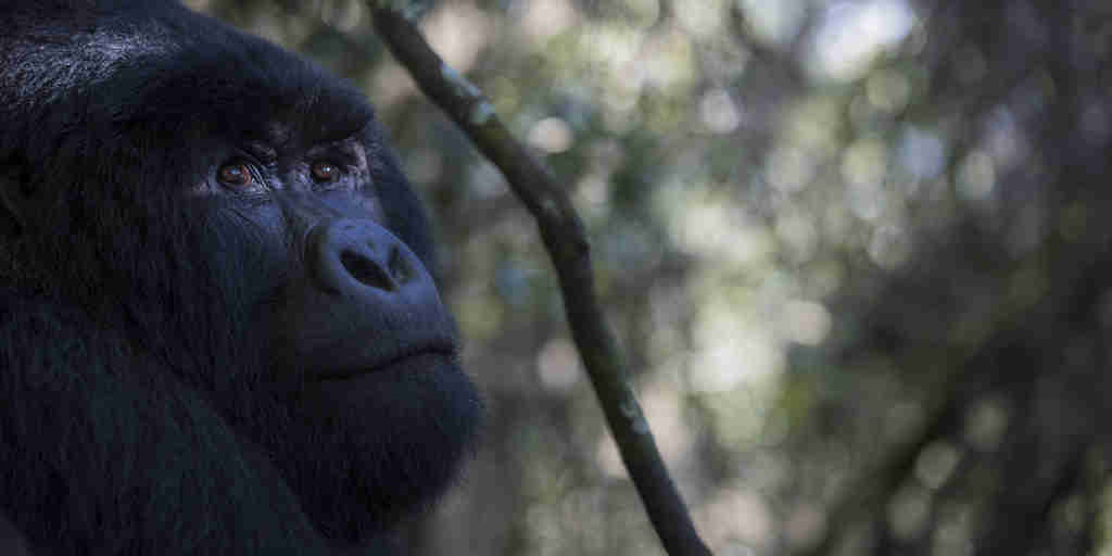 Gorilla, Bwindi Lodge, Queen Elizabeth Np, Uganda
