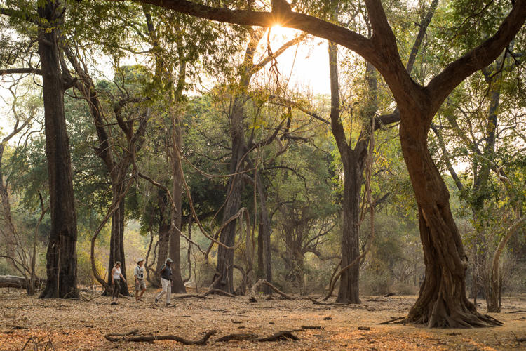 Walking Safari Forest, Wilderness Chikwenya, Mana Pools, Zimbabwe