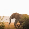 Elephant, Lengishu, Lewa Borana Landscape, Kenya
