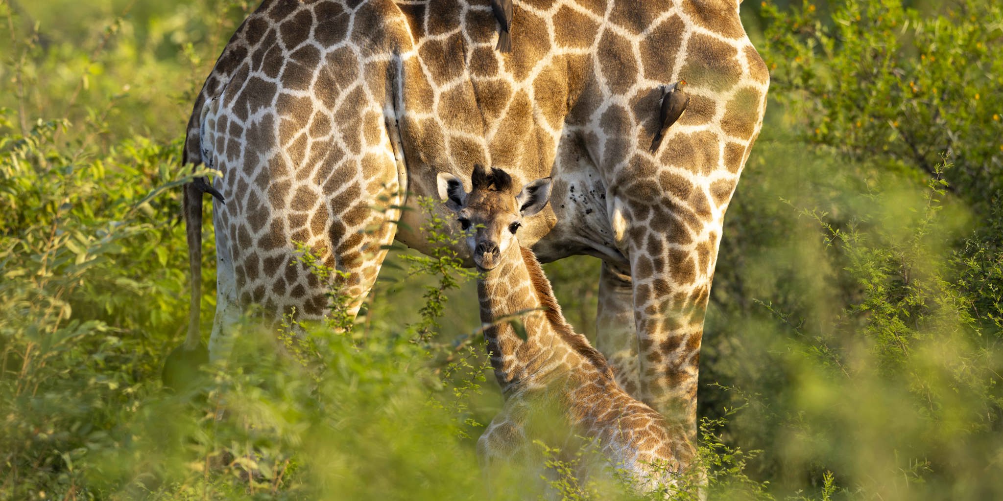 Giraffe, Lion Sands Ivory Lodge, Sabi Sands, South Africa
