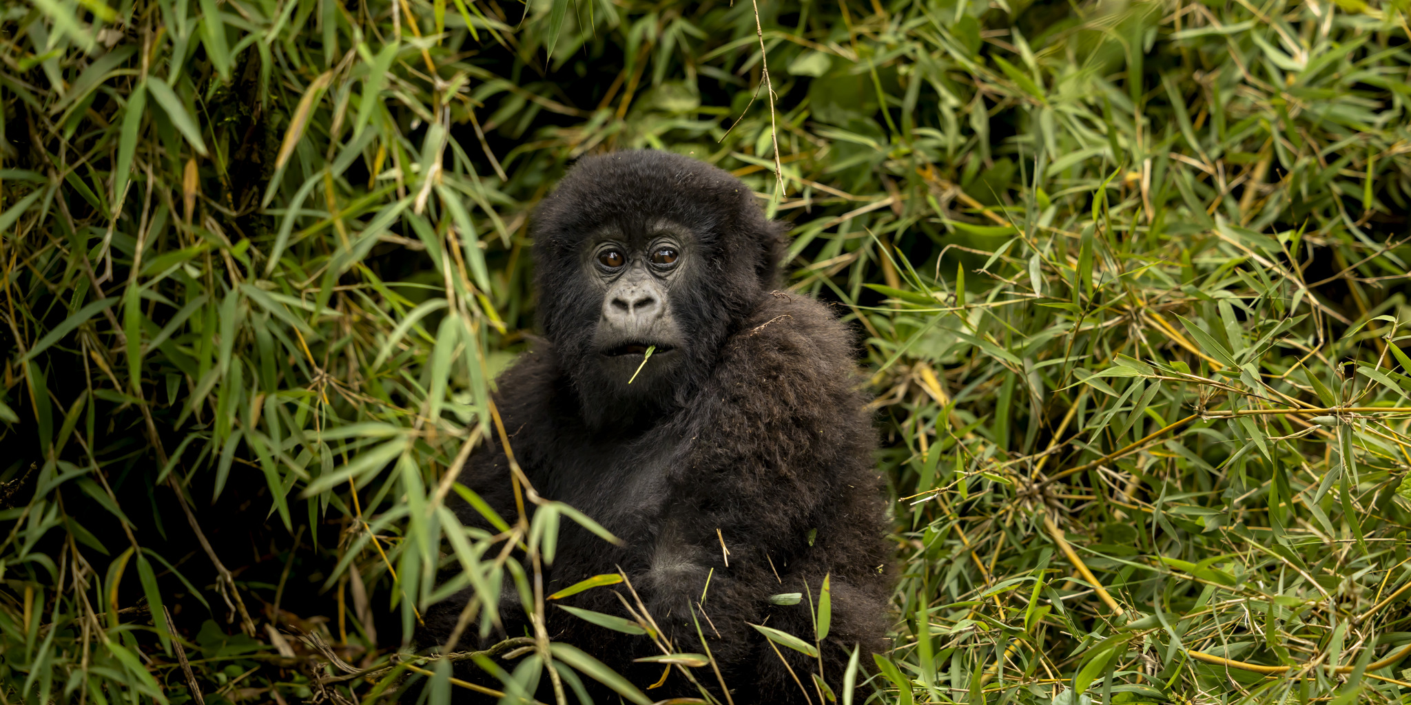 Gorilla, Sambora Kinigi, Volcanoes National Park, Rwanda