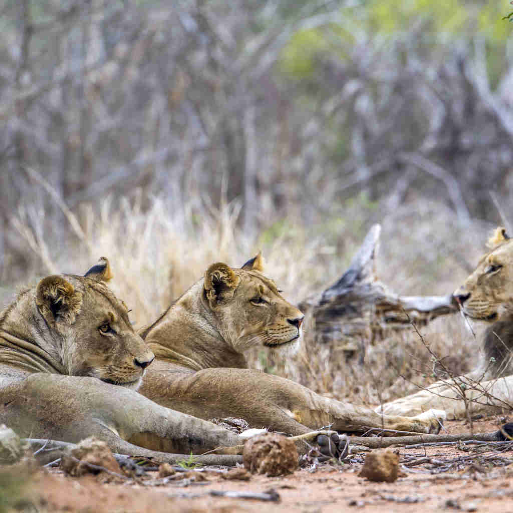 Lions In Kruger National Park, Opulent South Africa