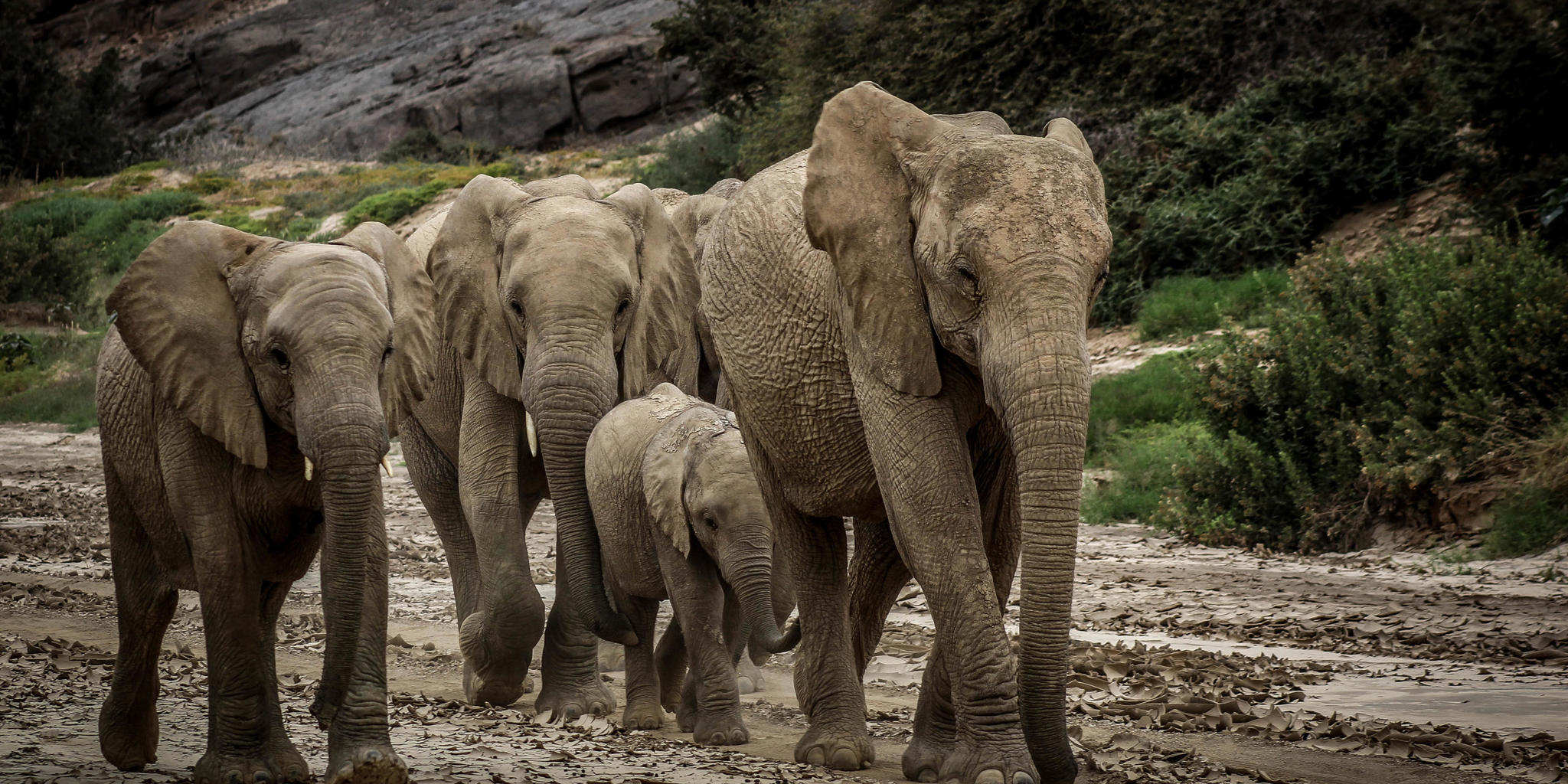 Elephant, Onduli Ridge, Doro Nawas Conservancy, Namibia