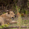 Lion, Karangoma, Okavango Delta, Botswana