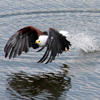 Eagle, Chobe Princess, Chobe NP, Botswana