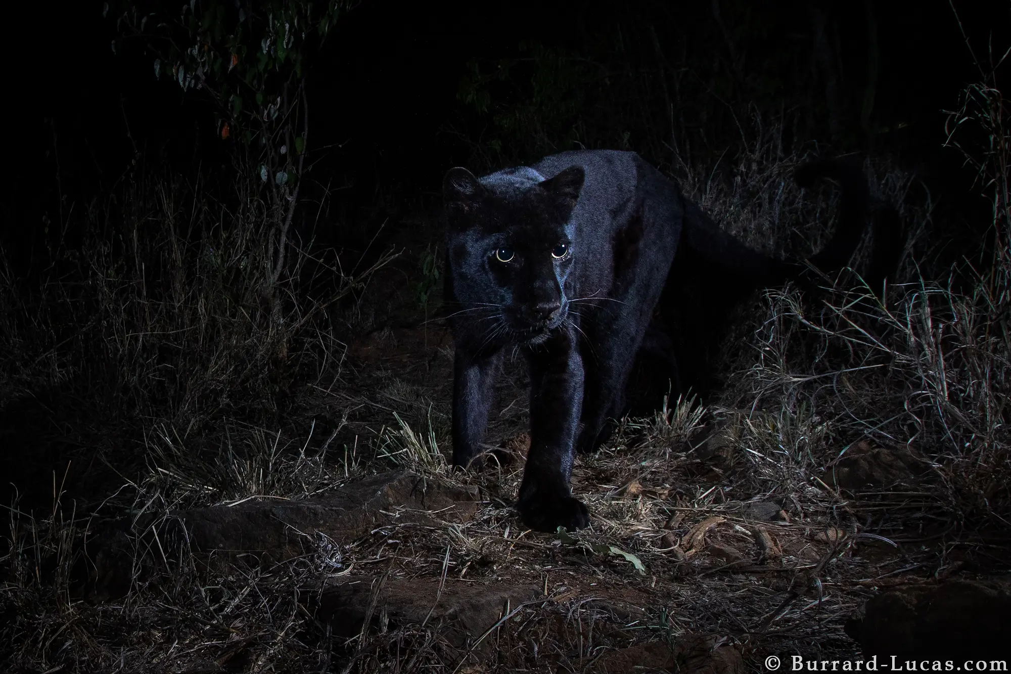 40926_willbl_black_leopard_1.webp