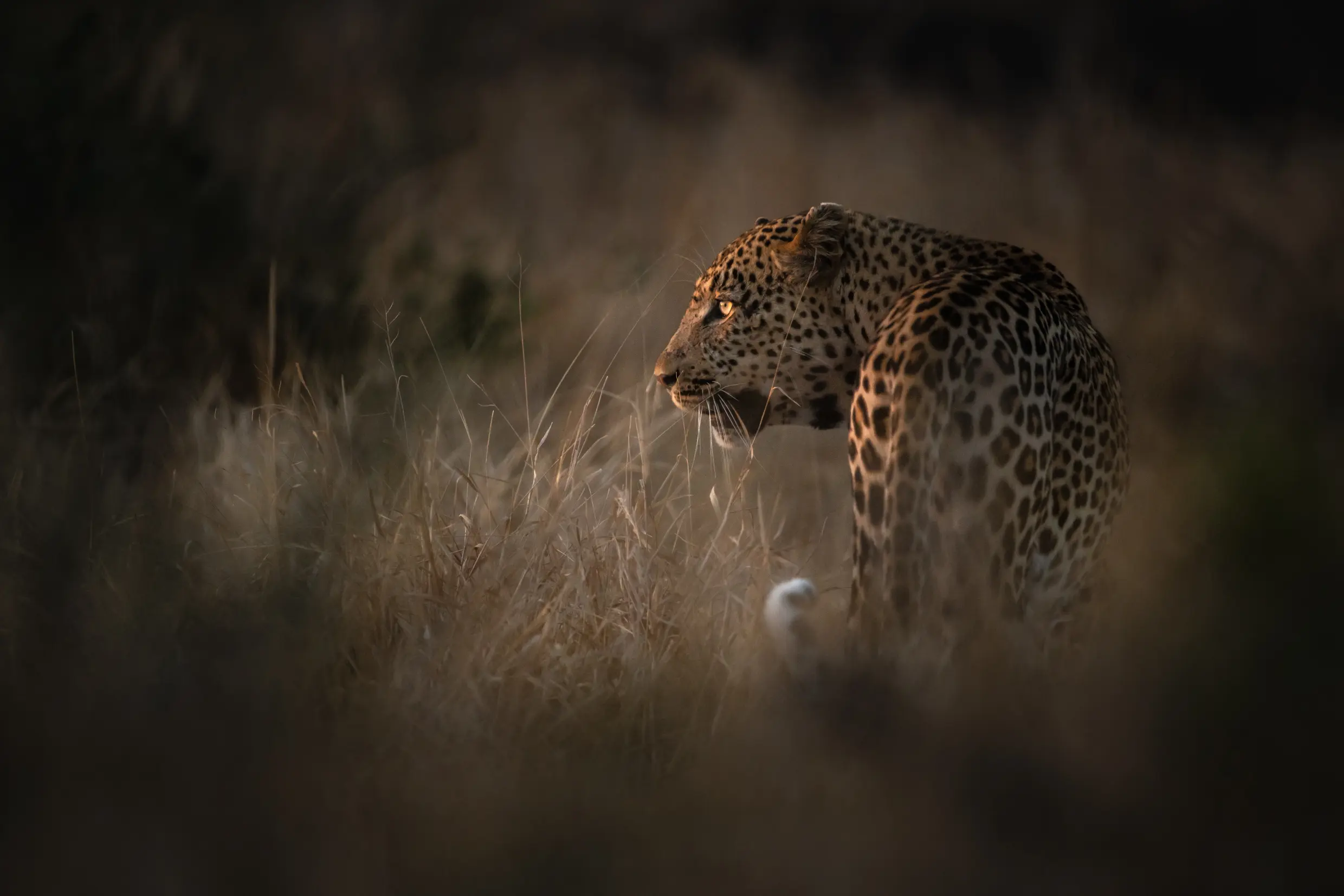 Where to go in Africa to see leopards, Big 5 | Yellow Zebra Safaris