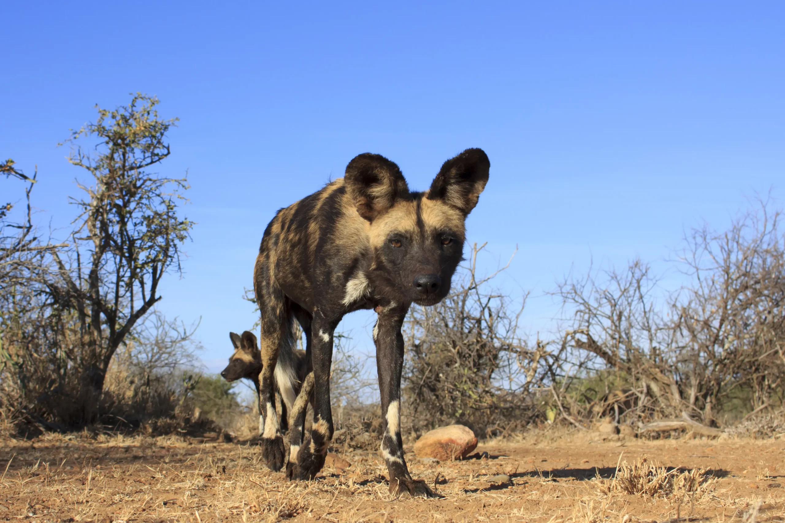 Madikwe Game Reserve