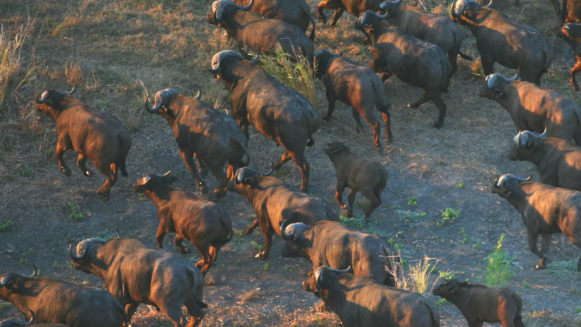 Gorongosa