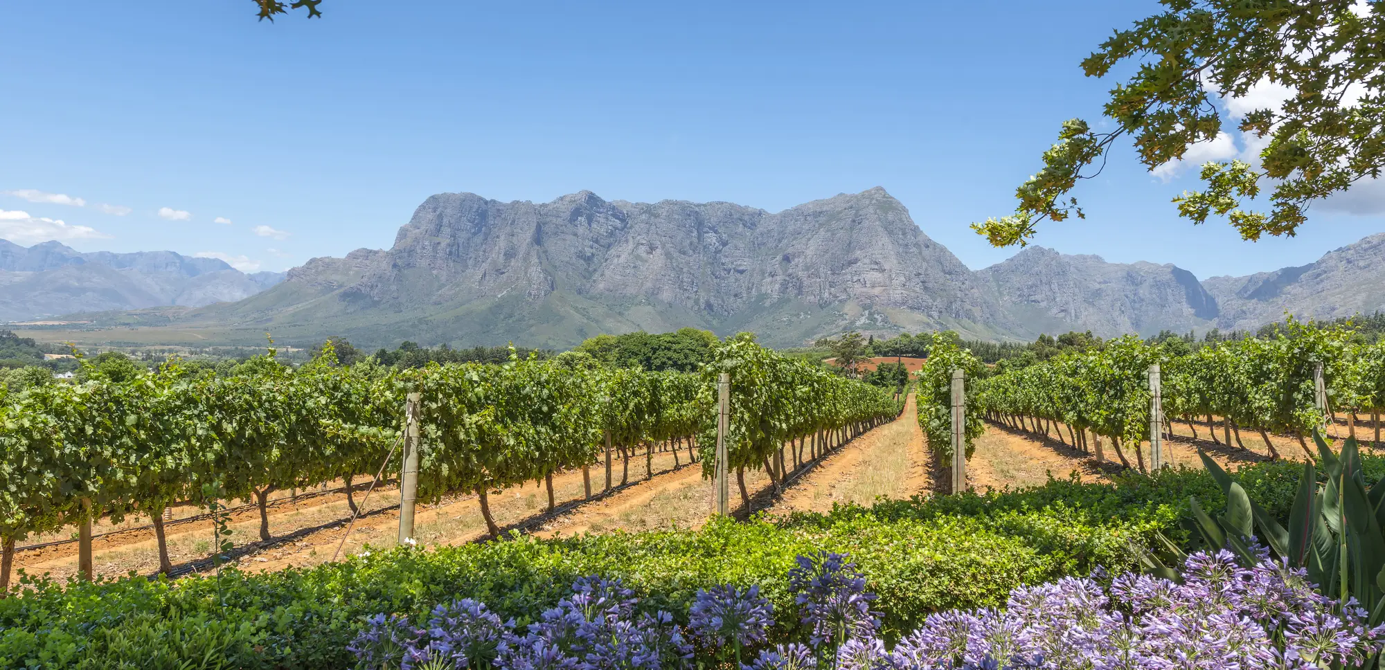 Best time to visit South Africa | When to go - Yellow Zebra Safaris