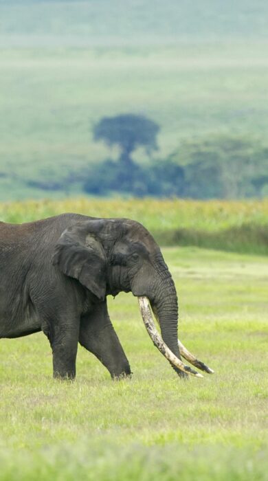 An elephant walks through a verdant plain, Entamanu, Ngorongoro Crater NP, Tanzania - Yellow Zebra Safari