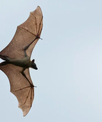 close up of bat, migration, robin pope walking safaris, zambia
