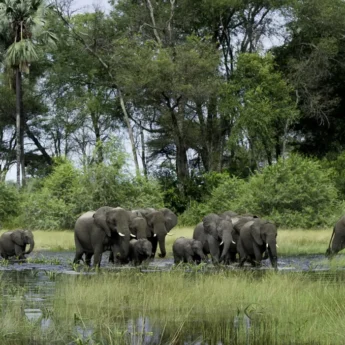 Family of Elephants, Okavango Delta, Botswana