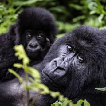 Gorillas, Wilderness Bisate Reserve, Volcanoes NP, Rwanda