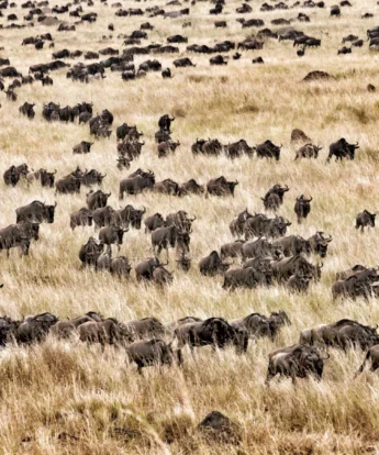Hundreds of wildebeest walking through the tall, golden grass - Yellow Zebra Safari